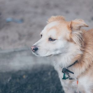 pexels josh sorenson 976871