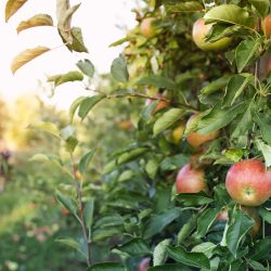 jablon kolumnowa pielegnacja zima